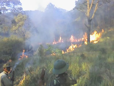 A forest fire rages out of control at Mang Yang Pass in the Central Highlands province of Gia Lai on March 14. The three-day inferno damaged around 60 hectares of 6-year-old pine trees. (Photo:Tuoi Tre)
